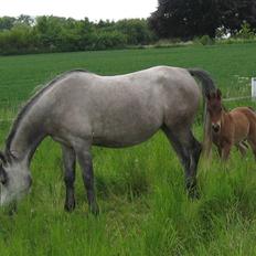 Shagya Araber (SH) DD Aisha Rose (SOLGT)