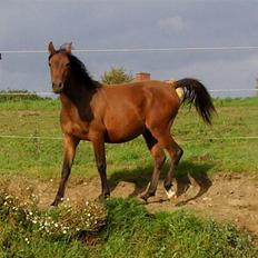 Shagya Araber (SH) Bahebec Takhises (SOLGT)
