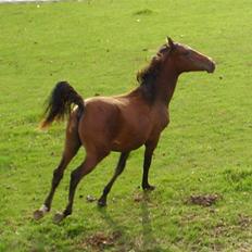 Shagya Araber (SH) Bahebec Takhises (SOLGT)