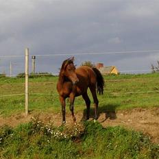 Shagya Araber (SH) Bahebec Takhises (SOLGT)
