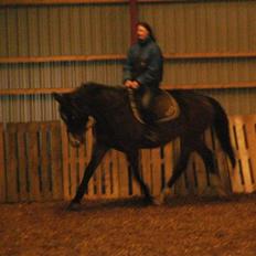 Dansk Varmblod bogart