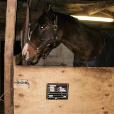 Dansk Varmblod bogart