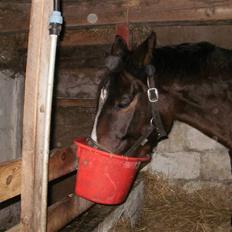 Dansk Varmblod bogart