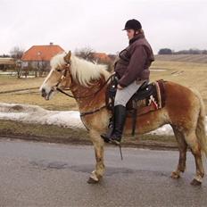 Haflinger Brombær solgt