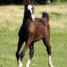 Anden særlig race Condor (Bavianen)