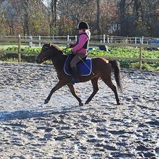 Kaspisk hest Semi<3