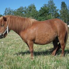 Shetlænder Mira Bella Bomlund