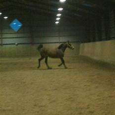 Anden særlig race Misha