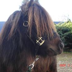 Anden særlig race Buller <3