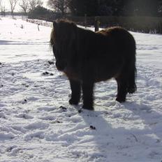 Anden særlig race Buller <3