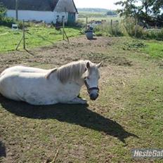 Anden særlig race Lísé<3 