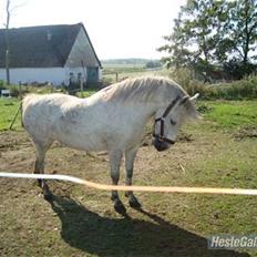 Anden særlig race Lísé<3 