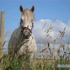 Anden særlig race Lísé<3 