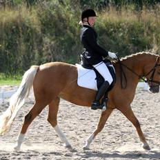 New Forest Stegstedgårds Malou RIP