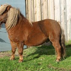 Shetlænder Sandro Hagenstrup (basse)