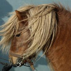 Shetlænder Sandro Hagenstrup (basse)