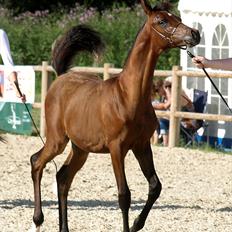 Arabisk fuldblod (OX) MMJ´s Masseh ibn Envision R.I.P.