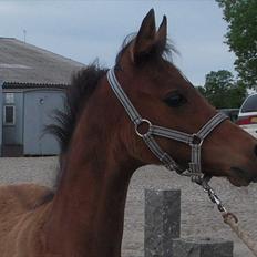 Arabisk fuldblod (OX) MMJ´s Masseh ibn Envision R.I.P.