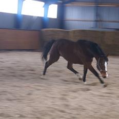 DSP Leonardo -Solgt :'(