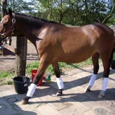 Anden særlig race Beauty