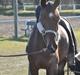 Hollandsk Sportspony Brown Pearl, SOLGT:(