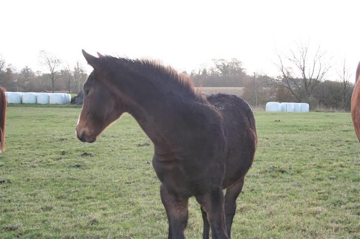 Frederiksborg Pilgrim billede 6