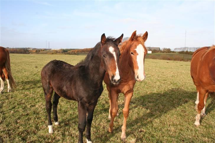 Frederiksborg Pilgrim billede 7