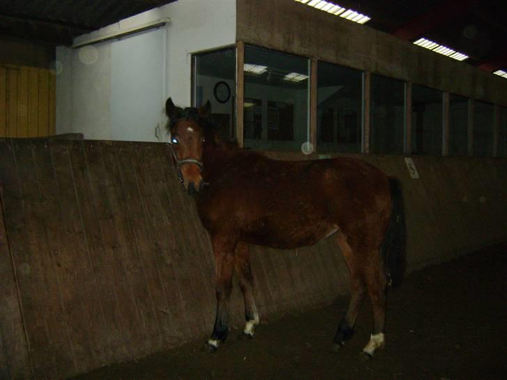 Anden særlig race Plains Miss mabell billede 7