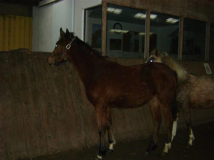Anden særlig race Plains Miss mabell billede 8