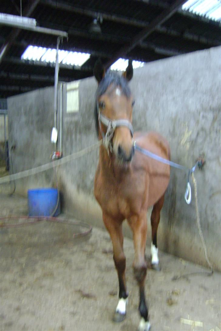 Anden særlig race Plains Miss mabell billede 9