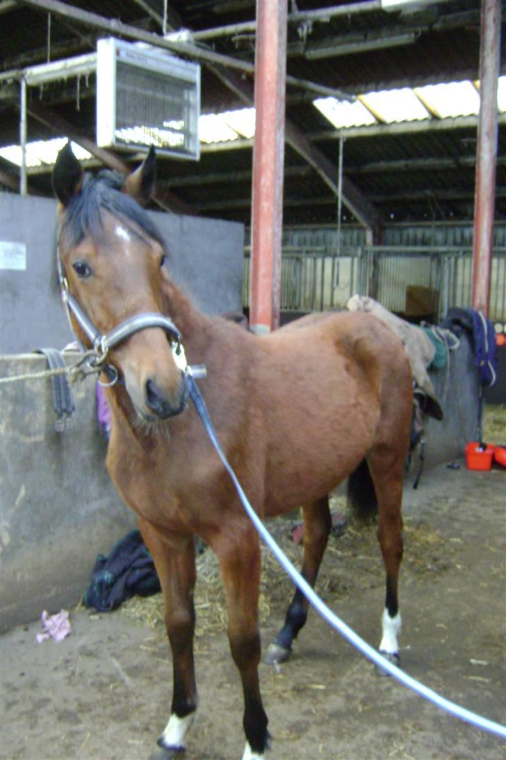 Anden særlig race Plains Miss mabell billede 10