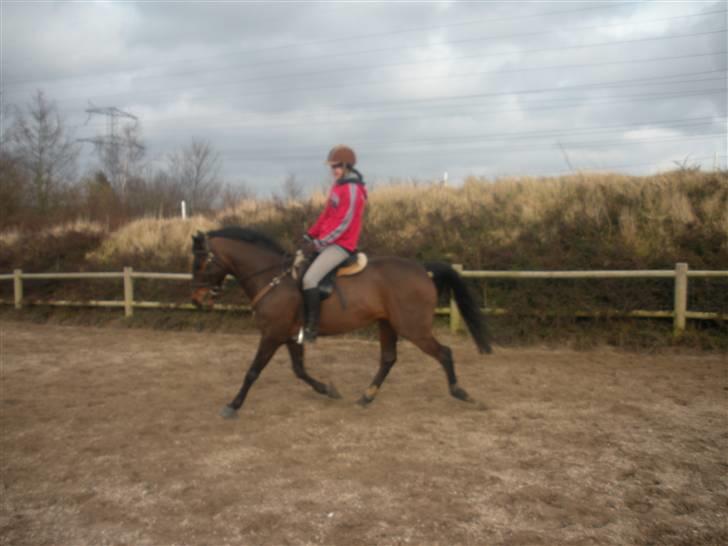 DSP Apollo (Gjøll's Jeff) - Dressur undervisning billede 14