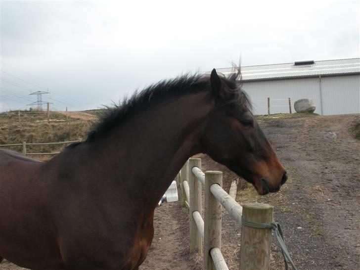 DSP Apollo (Gjøll's Jeff) - Fri på ridebanen billede 15