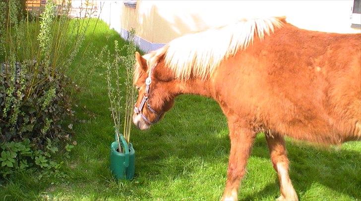 Islænder Fafnir fra Gadegård - Faffe på tur i haven, hvad er det for en mystisk grøn ting?? XD billede 15
