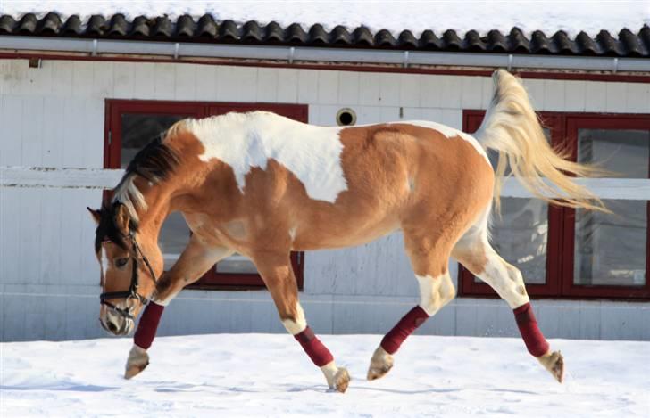 Anden særlig race Capello <3 Solgt - 15# Wuuuuf .. Gangarter i topklasse <3 Foto: Pia billede 15