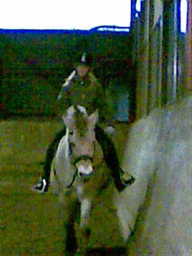 Fjordhest Tikki - Miig og Mille første gang inde i PIH efter følle mand er kommet...  her i en fin lille skridt =) (undskyld kvaliteten, håber ikk dette vil ændre jeres bedømmelse) billede 15