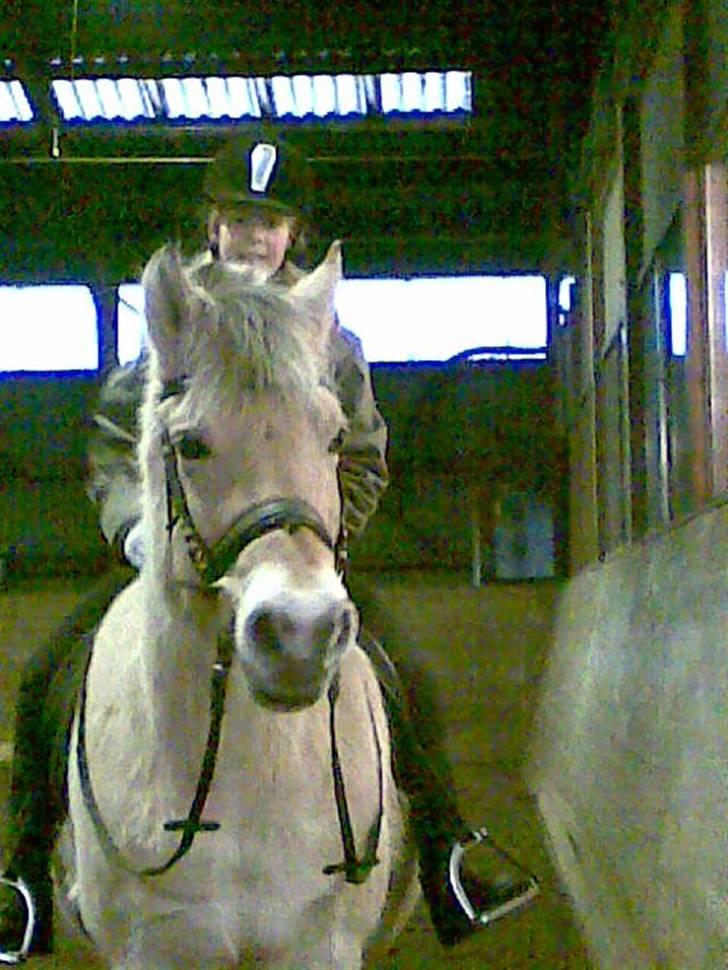 Fjordhest Tikki - Hej far tager du billeder af miig...   lige om lidt skal jeg ud og gå igen. jeg har så meget krudt i måsen  =) (undskyld kvaliteten, håber ikk dette vil ændre jeres bedømmelse) billede 16