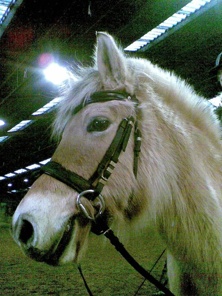 Fjordhest Tikki - Miit smukke ansigt..  Jeg er da LÆKKER  =?    (undskyld kvaliteten, håber ikk dette vil ændre jeres bedømmelse) billede 17