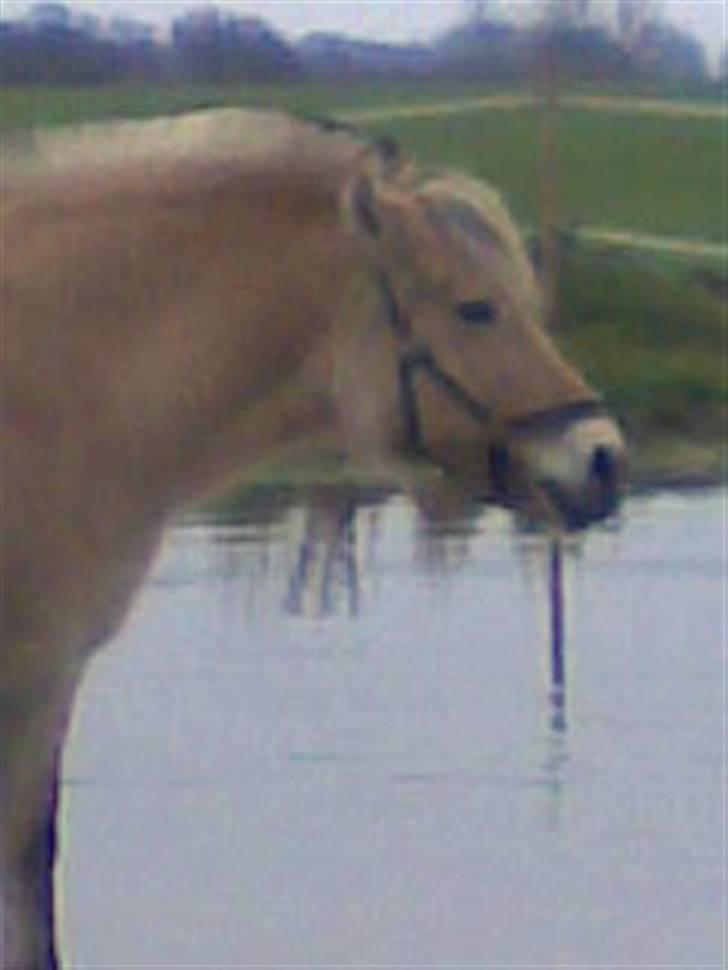 Fjordhest Tikki - Miig som søko jeg har den fantastiske evne at jeg kan spise under vand og det har min søn arvet.. =) det er en god ting så man ikk skal holde pause med det bare fordi der er en vandpyt på det bedste græsstykker  =) billede 19