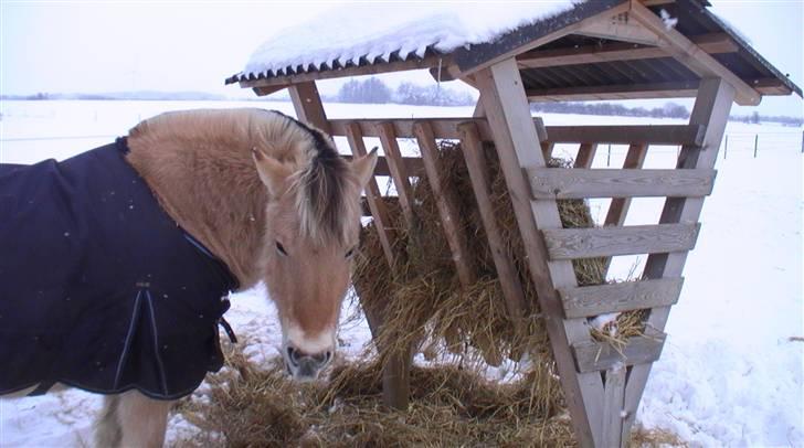 Fjordhest Tikki - Miig i vinter er jeg ikk smuk med mit nye venterdækken  =? billede 20