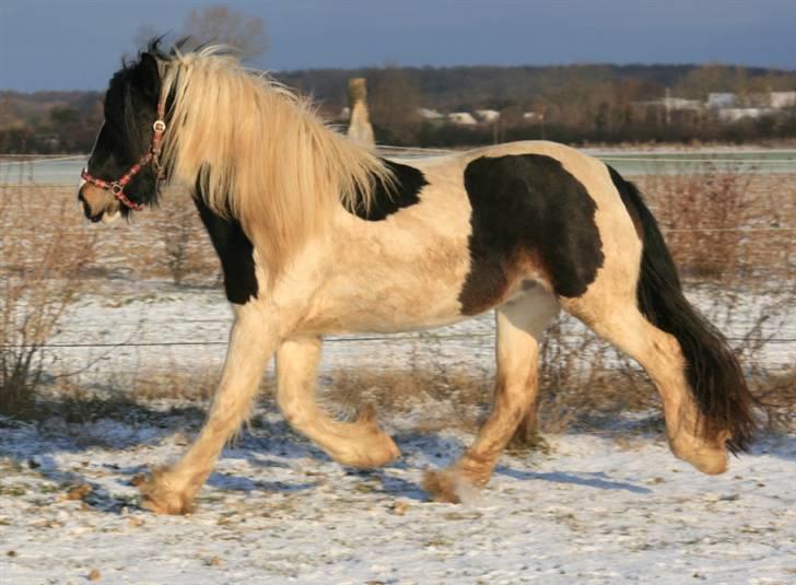 Irish Cob Troelsegårdens Aurora billede 3