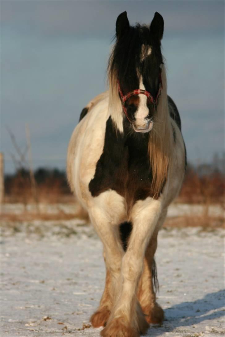 Irish Cob Troelsegårdens Aurora billede 5