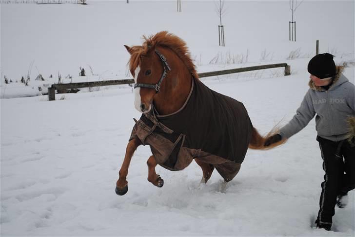 Hollandsk Sportspony Rocko<3A-PONY!!<3 - yay!d;. Rocko er en hyper pony!:D<3 Foto: Karoline billede 13