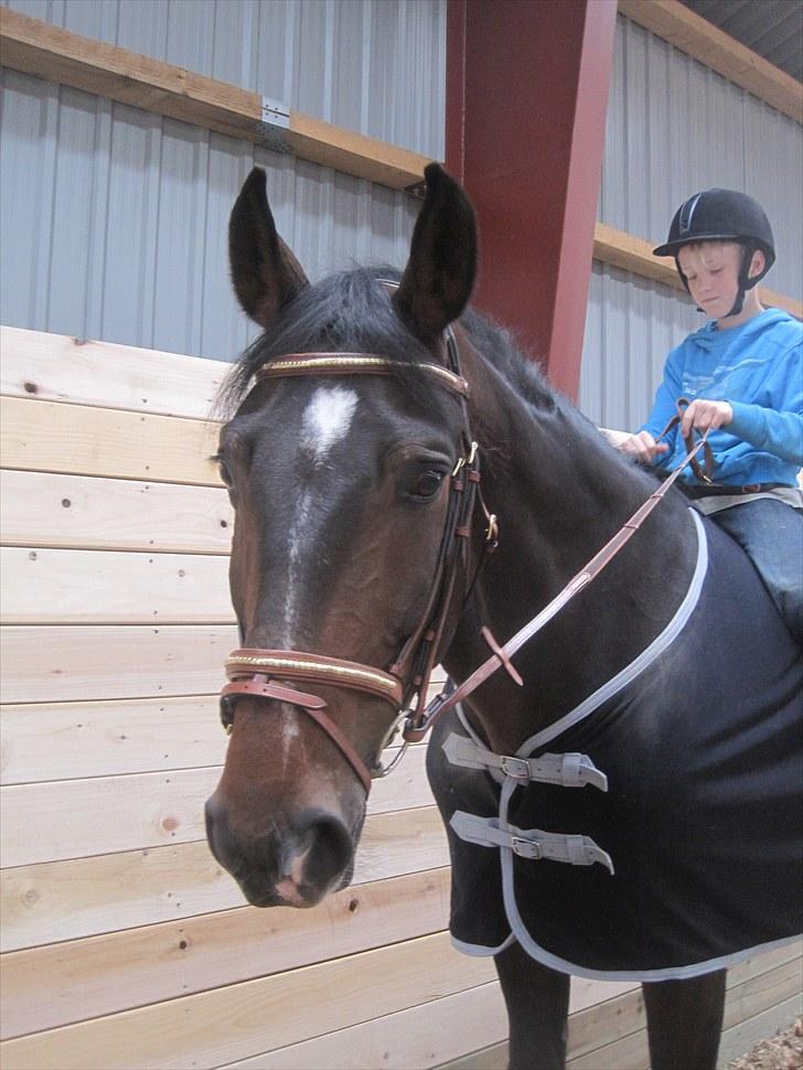 Dansk Varmblod »Gorm«  - (13) GORM og Morten<3<3<3<3<3<3<3<3<3   *foto Mor* billede 13