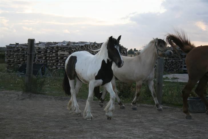 Irish Cob Troelsegårdens Aurora - Sommer 2008 billede 8