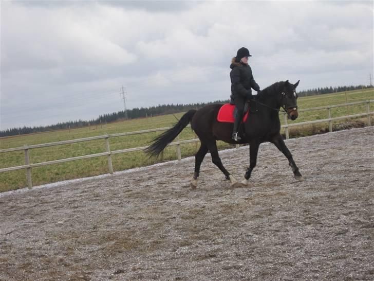 Dansk Varmblod »Gorm«  - (14) <3 love it<3   *foto Emma* billede 14