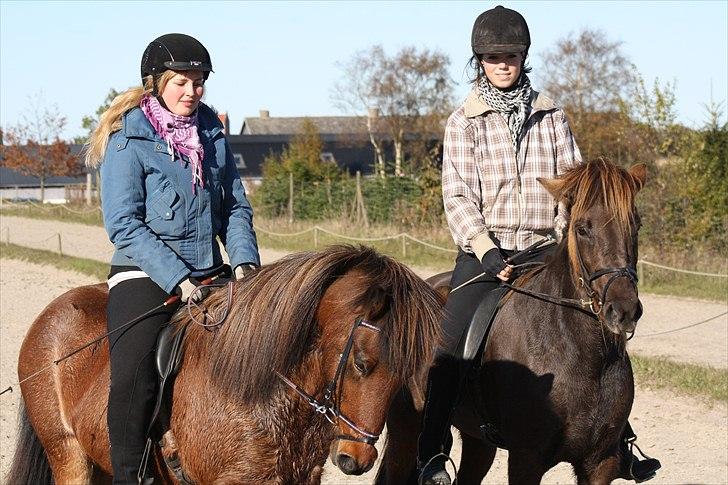 Islænder Lóa fra Alkenbjerggård - på Nørregård med Emilie og Fjallladis billede 4