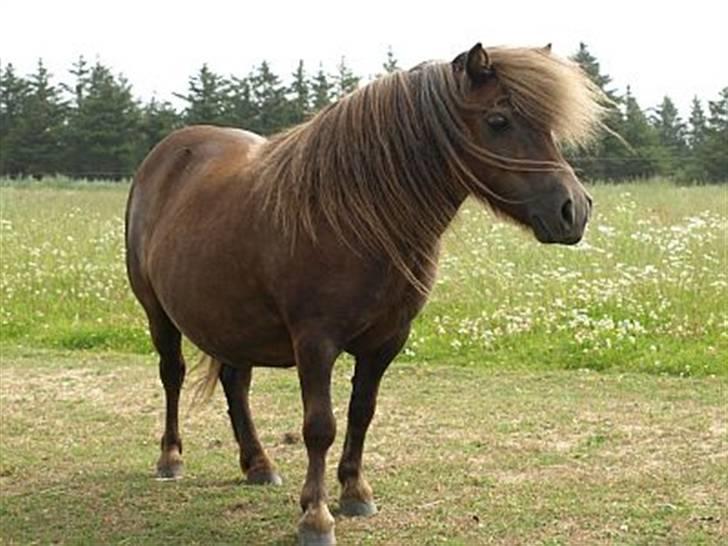 Shetlænder Mosbækmindes Tonja. SOLGT! - velkommen billede 1