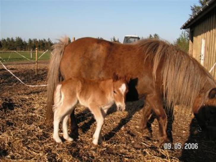 Shetlænder Mosbækmindes Tonja. SOLGT! - Tonja med hendes fødste føl "Titan" billede 3