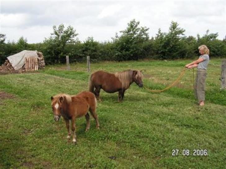 Shetlænder Mosbækmindes Tonja. SOLGT! - igen Tonja og Titan billede 4
